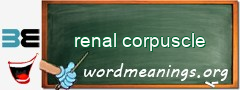 WordMeaning blackboard for renal corpuscle